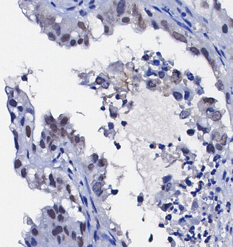 C/EBPα Antibody