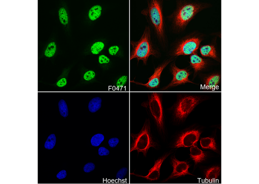 CBP Antibody