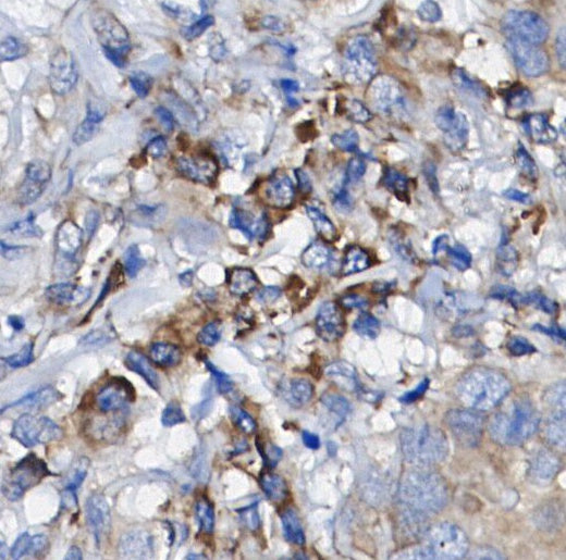 Cathepsin B Antibody