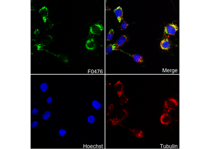 DR5 Antibody