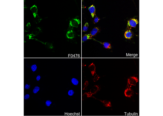 DR5 Antibody