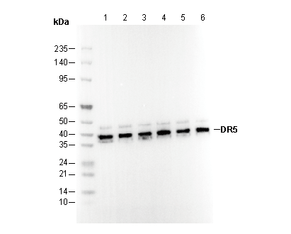 DR5 Antibody