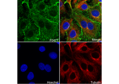EphA2 Antibody