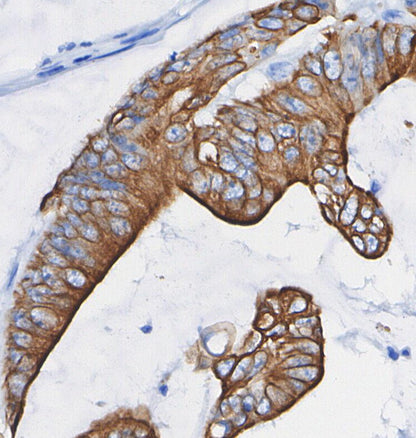 EphA2 Antibody