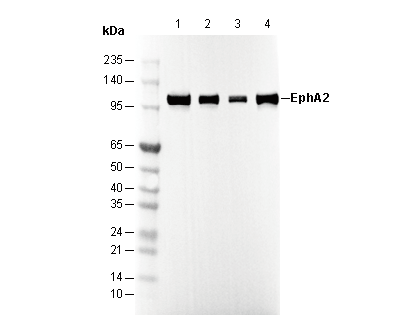 EphA2 Antibody