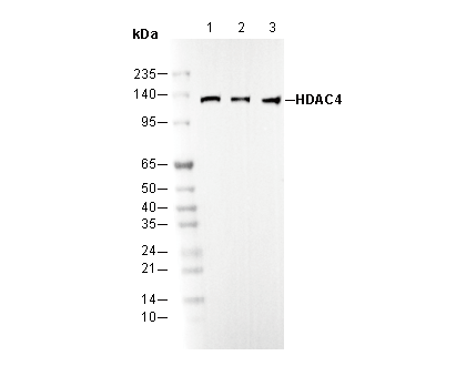 HDAC4 Antibody