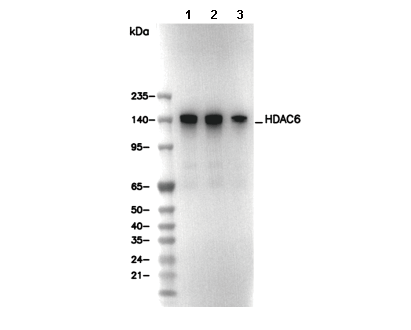HDAC6 Antibody