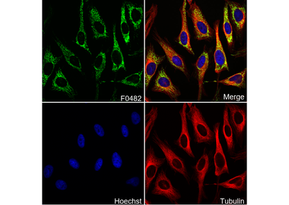 HSP60 Antibody