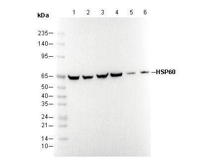 HSP60 Antibody