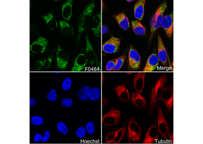 KEAP1 Antibody