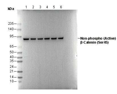 Non-phospho β-Catenin (Ser45) Antibody
