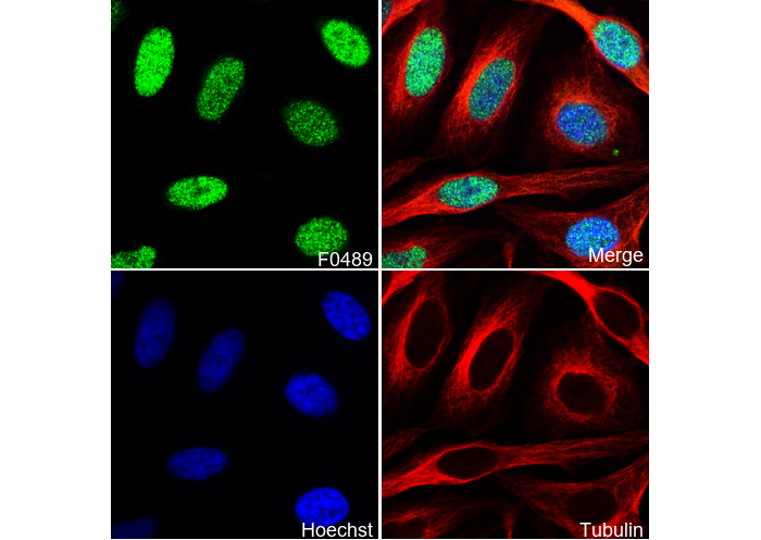 PDCD4 Antibody