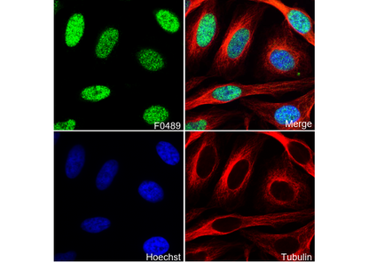 PDCD4 Antibody