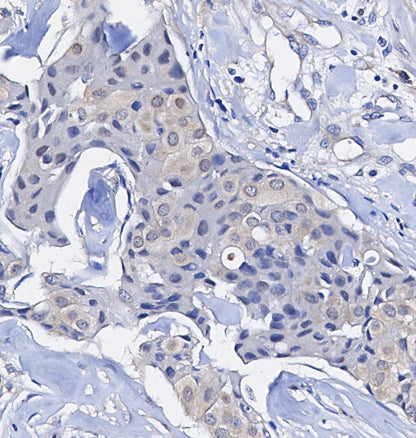 PDCD4 Antibody