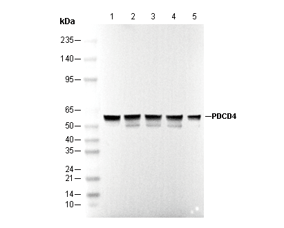 PDCD4 Antibody