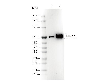 PINK1 Antibody