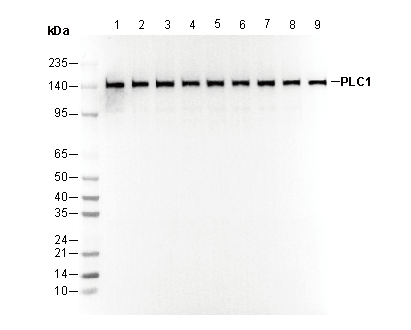 PLC1 Antibody