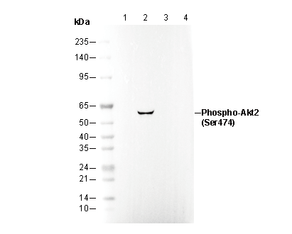 Phospho-Akt2 (Ser474) Antibody
