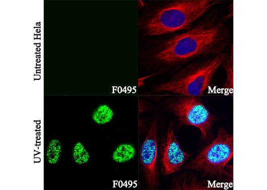 Phospho-Chk1 (Ser317) Antibody