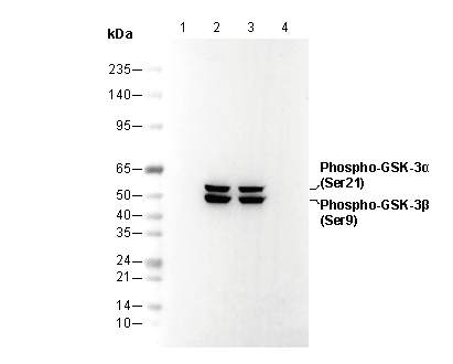 Phospho-GSK-3α/β (Ser21/9) Antibody