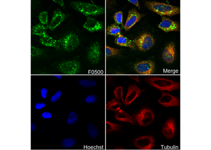 Phospho-RIP (Ser166) Antibody