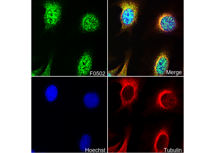 Phospho-Erk1 (Tyr204)/Erk2 (Tyr187) Antibody