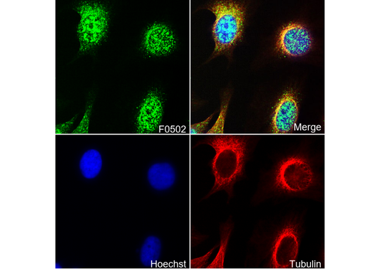 Phospho-Erk1 (Tyr204)/Erk2 (Tyr187) Antibody