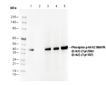 Phospho-Erk1 (Tyr204)/Erk2 (Tyr187) Antibody