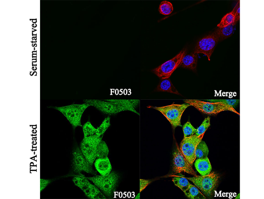 Phospho-p90RSK (Ser380) Antibody