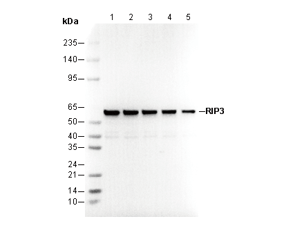 RIP3 Antibody