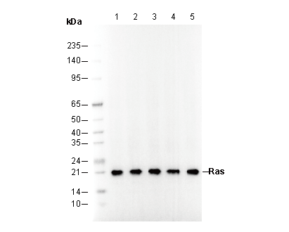 Ras Antibody