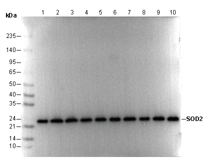 SOD2 Antibody