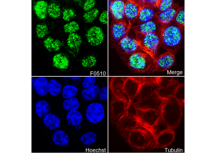 SIRT6 Antibody