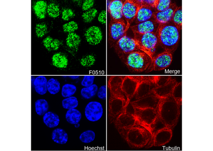 SIRT6 Antibody