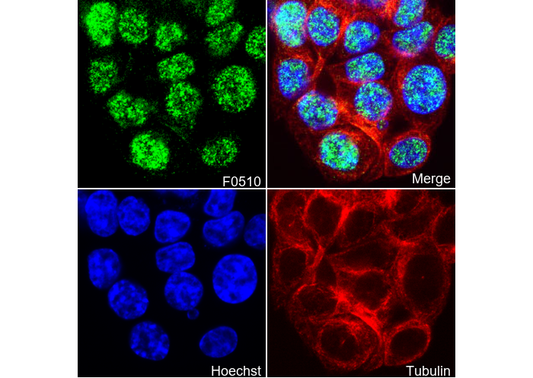 SIRT6 Antibody