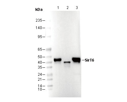 SIRT6 Antibody