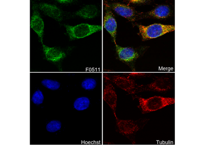 Stat3α Antibody
