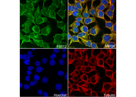 Stat5 Antibody
