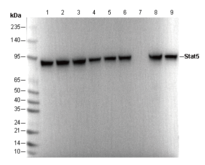 Stat5 Antibody