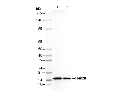 TOMM20 Antibody