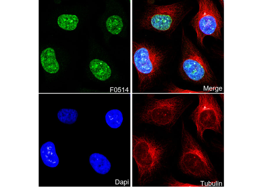 Histone H3 (tri methyl Lys9) Antibody