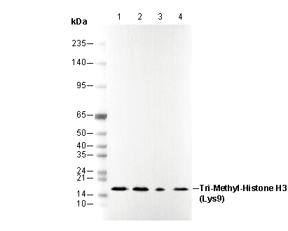 Histone H3 (tri methyl Lys9) Antibody