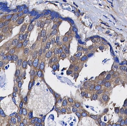 XIAP Antibody