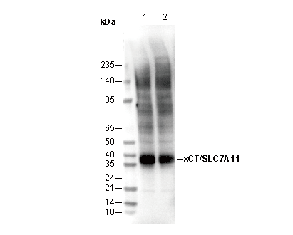 xCT/SLC7A11 Antibody