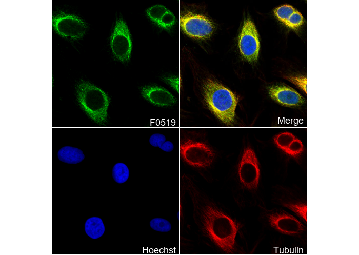 Argonaute-2 Antibody