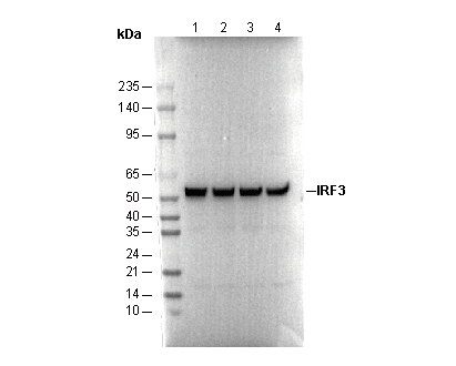 IRF3 Antibody