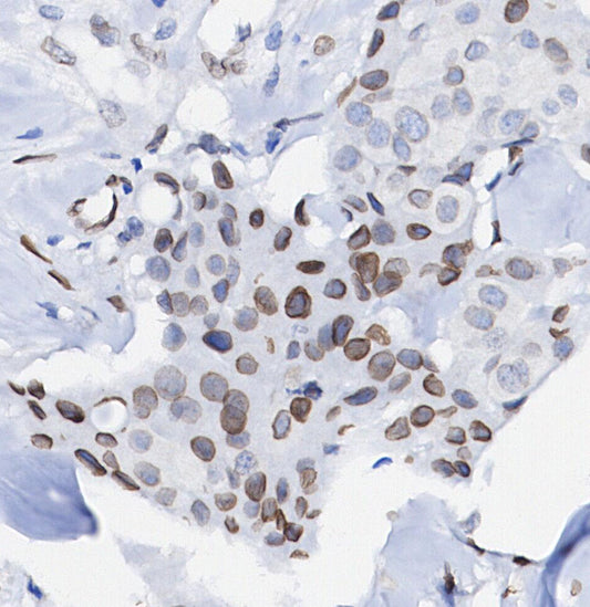 Lamin B1 Antibody