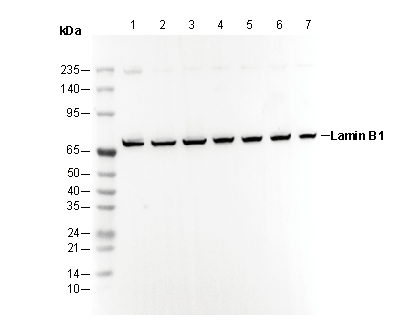 Lamin B1 Antibody