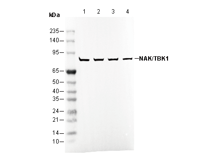 NAK/TBK1 Antibody