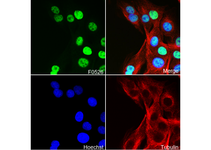 SIRT1 Antibody